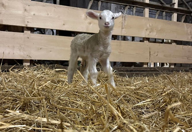 Der erste Nachwuchs in der Landschaftspflegeherde der Natura 2000-Station Unstrut-Hainich/Eichsfeld: ein Leineschaf-Lamm (Foto: Julius Greif)