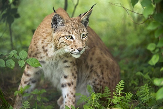 Ein Luchs im Unterholz (Foto: Leo/fokus-natur.de)