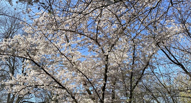 Frühlingswetter lässt weiter auf sich warten (Foto: oas) Frühlingswetter lässt weiter auf sich warten (Foto: oas)