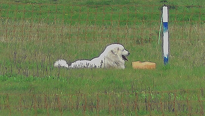 H&uuml;tehund (Foto: Ulrich Reinboth)