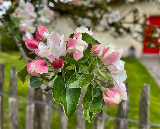 Symbolbild Frühling (Foto: ssc) Symbolbild Frühling (Foto: ssc)