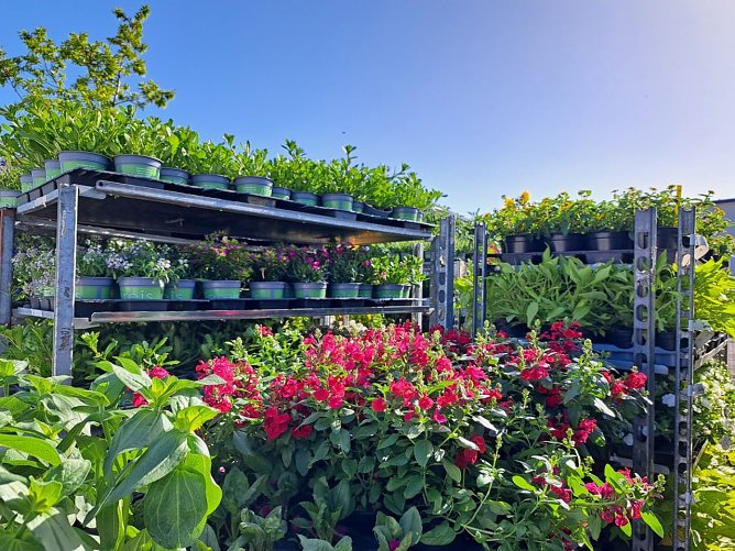 Die Sommerpflanzen werden in die Beete auf der Landesgartenschau gepflanzt. (Foto: René Weißbach) Die Sommerpflanzen werden in die Beete auf der Landesgartenschau gepflanzt. (Foto: René Weißbach)