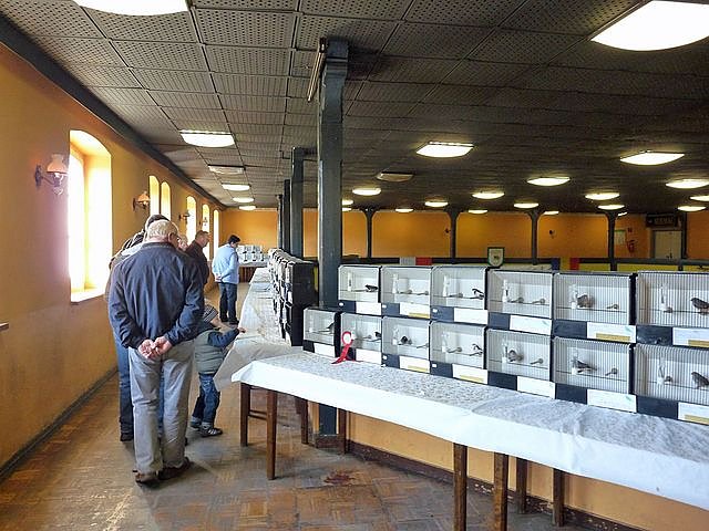 Vogelausstellung in Sondershausen (Foto: Karl-Heinz Herrmann)