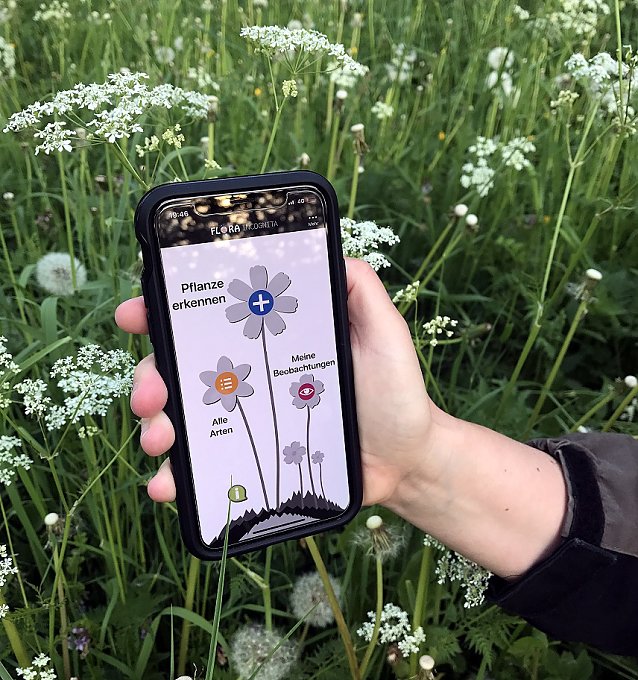 Bild: Einfache Pflanzenbestimmung mit dem Smartphone