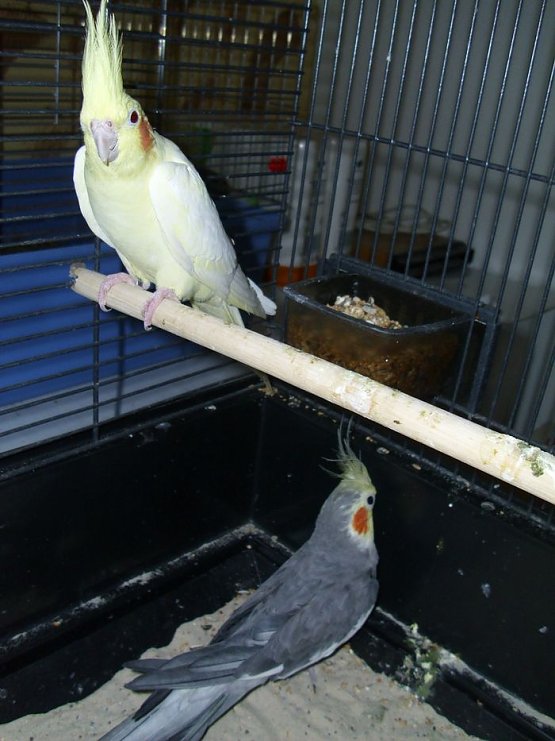 Bild: tierheim