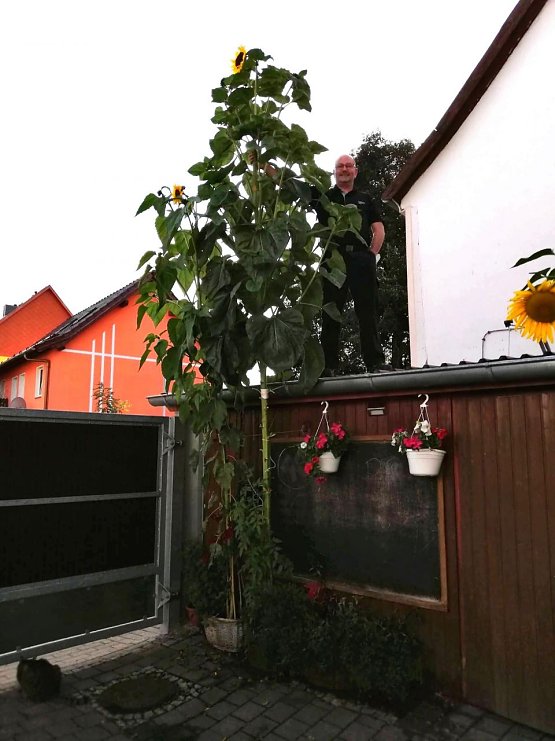 Bild: Unser Wetterbild kommt heute aus  Bielen, Familie Willhardt freut sich hier &uuml;ber eine massive, rund 4,3 Meter hohe Sonnenblume
