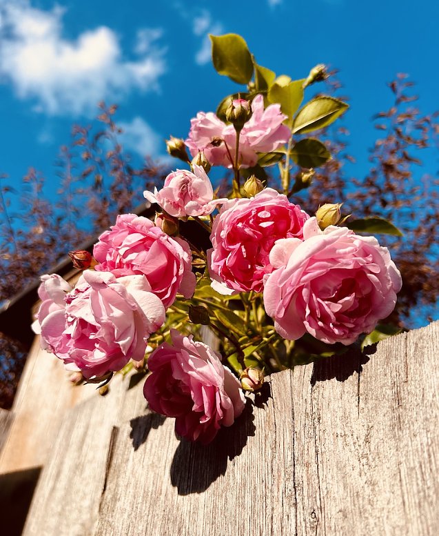 Bild: Rosen &uuml;ber dem Gartenzaun 