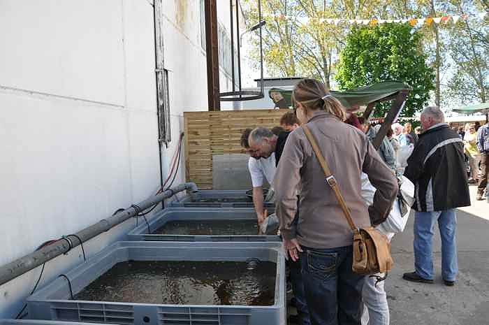 Fischfest in Auleben