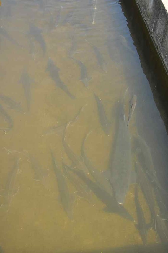 Fischfest in Auleben