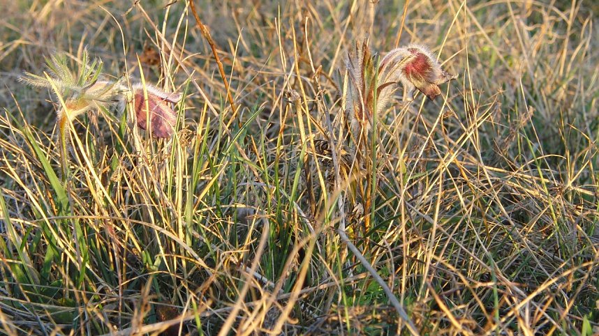 Die Aufnahmen entstanden gestern auf Fl&auml;chen s&uuml;dlich des Kyffh&auml;users