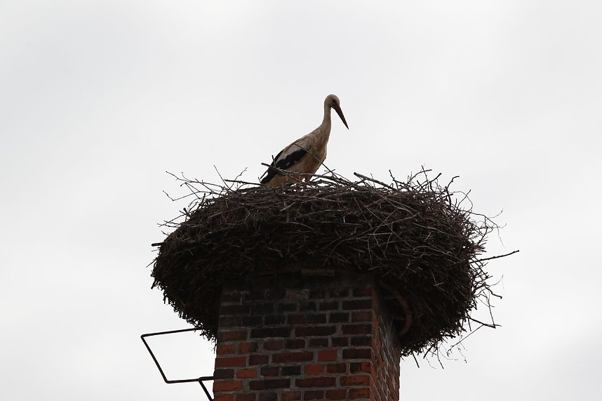 Jungst&ouml;rche werden beringt