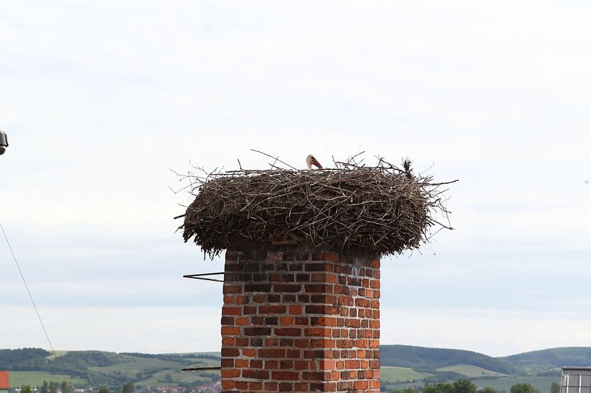 Jungst&ouml;rche werden beringt