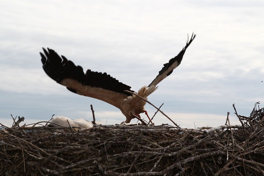 Jungst&ouml;rche werden beringt