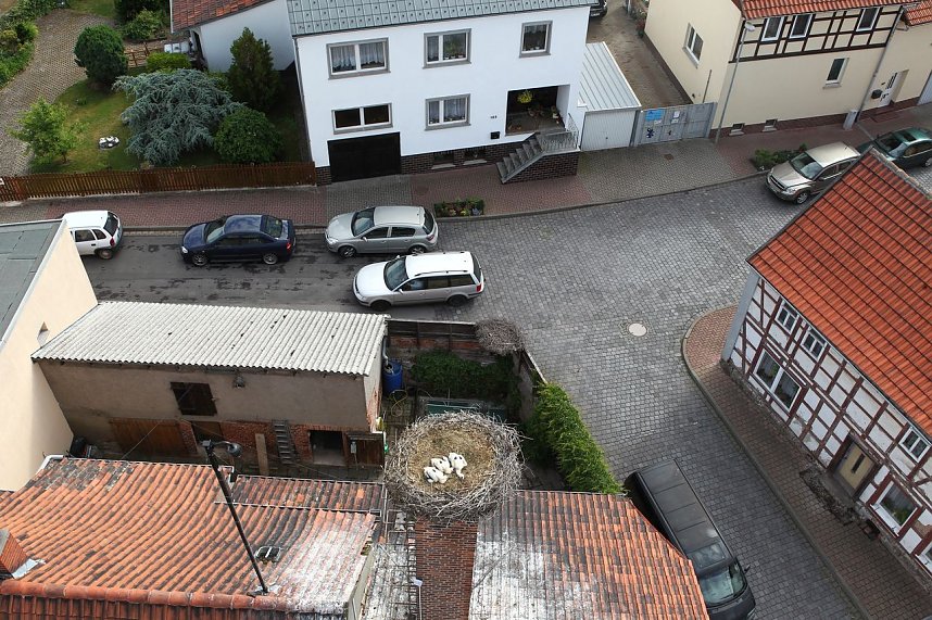 Jungst&ouml;rche werden beringt