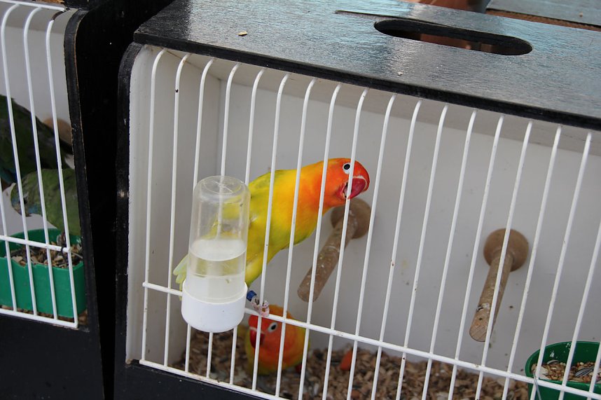 Bauernmarkt in Kallmerode