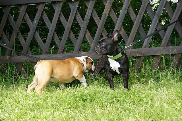 5. Nordth&uuml;ringer Bulldoggentreffen