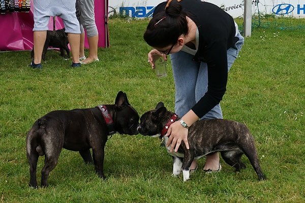 5. Nordth&uuml;ringer Bulldoggentreffen