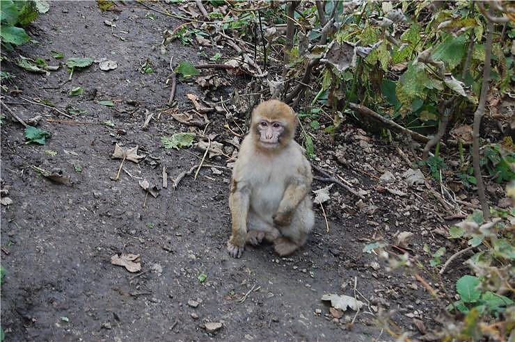 Affenwald Erlebnispark Strau&szlig;berg
