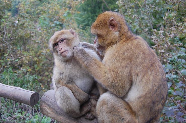 Affenwald Erlebnispark Strau&szlig;berg