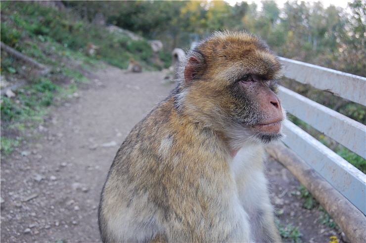 Affenwald Erlebnispark Strau&szlig;berg
