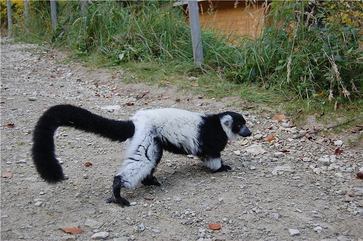 Affenwald Erlebnispark Strau&szlig;berg