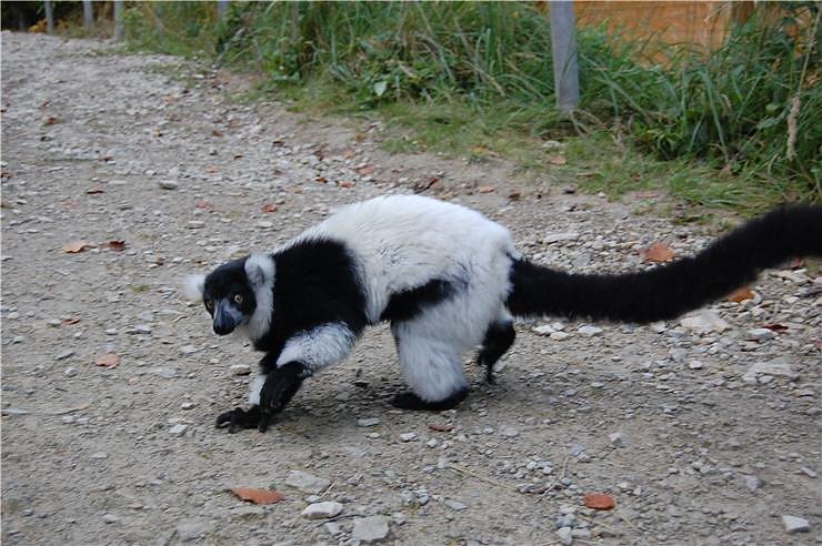 Affenwald Erlebnispark Strau&szlig;berg