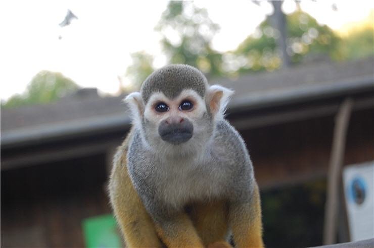 Affenwald Erlebnispark Strau&szlig;berg