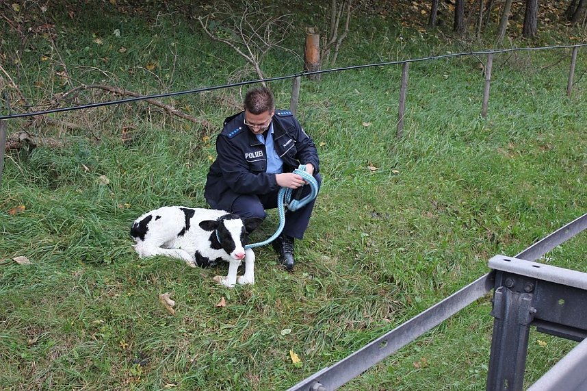 K&auml;lbchen auf der Piste