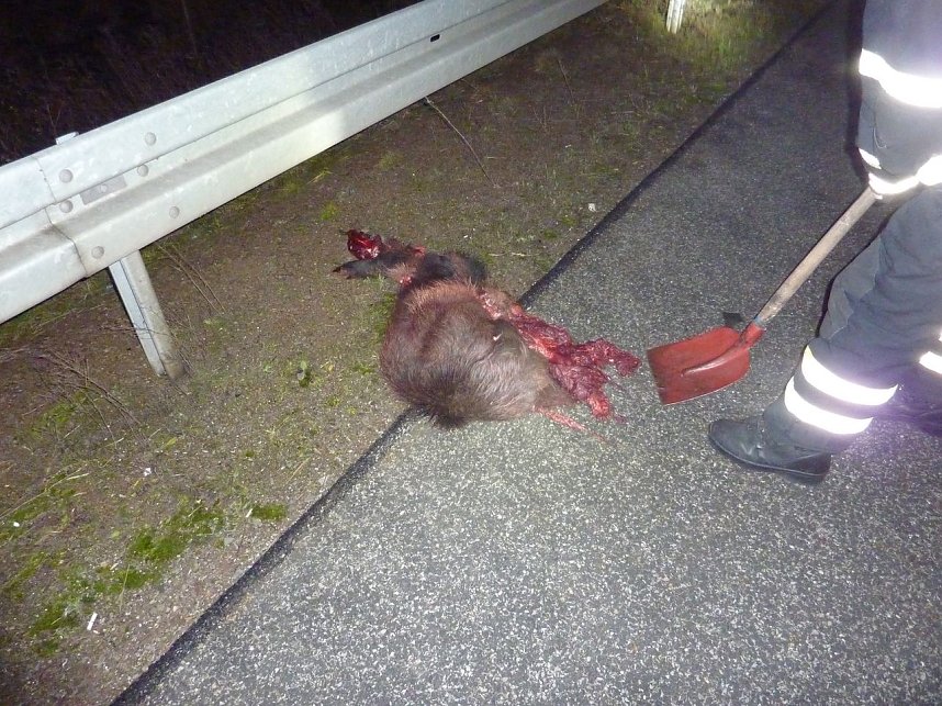 Wildschweine &uuml;berfahren