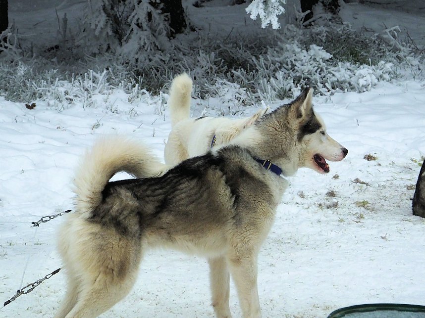 Schlittenhunderennen in Benneckenstein