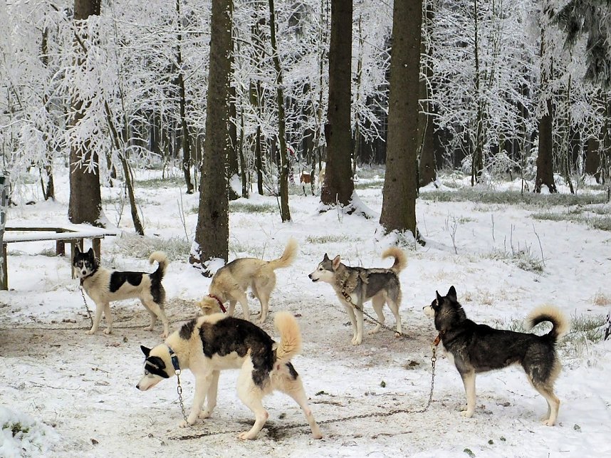 Schlittenhunderennen in Benneckenstein