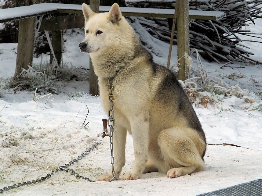 Schlittenhunderennen in Benneckenstein