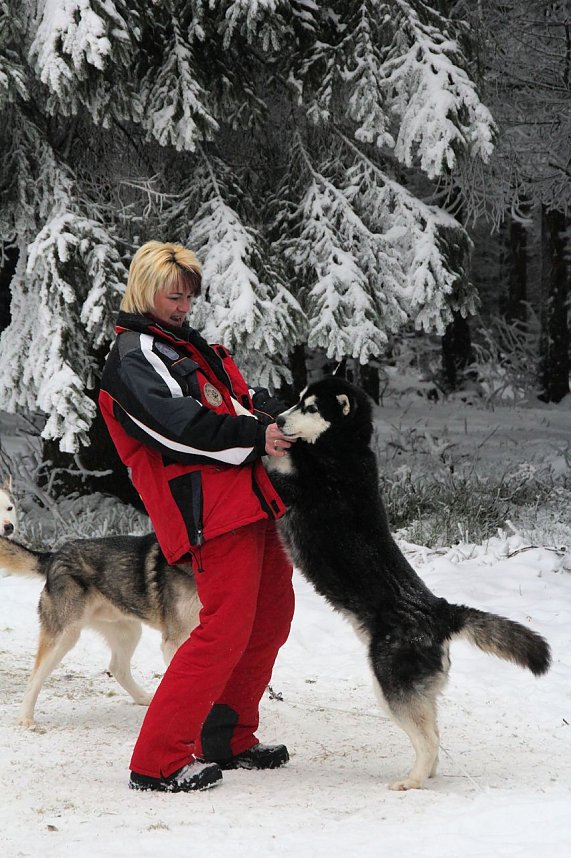 Schlittenhunderennen in Benneckenstein