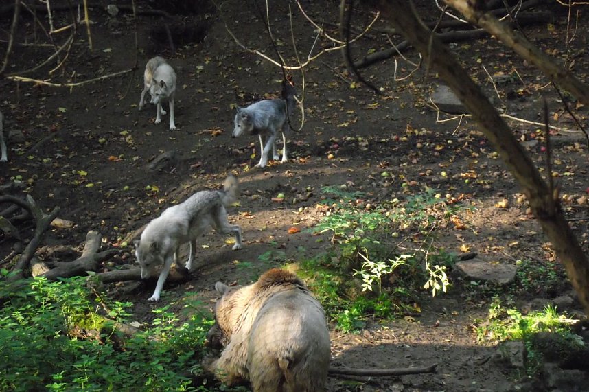 Neben dem Zusammenleben mit B&auml;ren haben W&ouml;lfe auch ein eigenes Territorium.