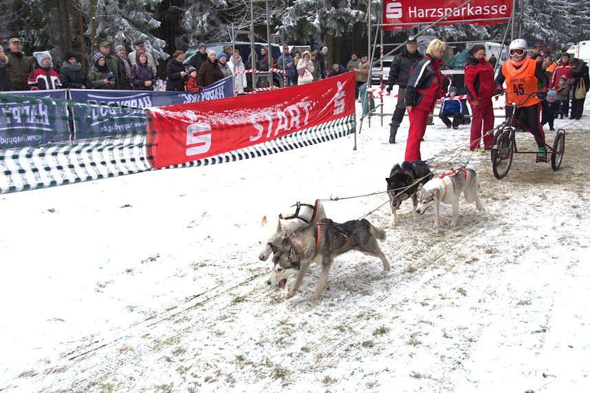 Schlittenhunderennen in Benneckenstein