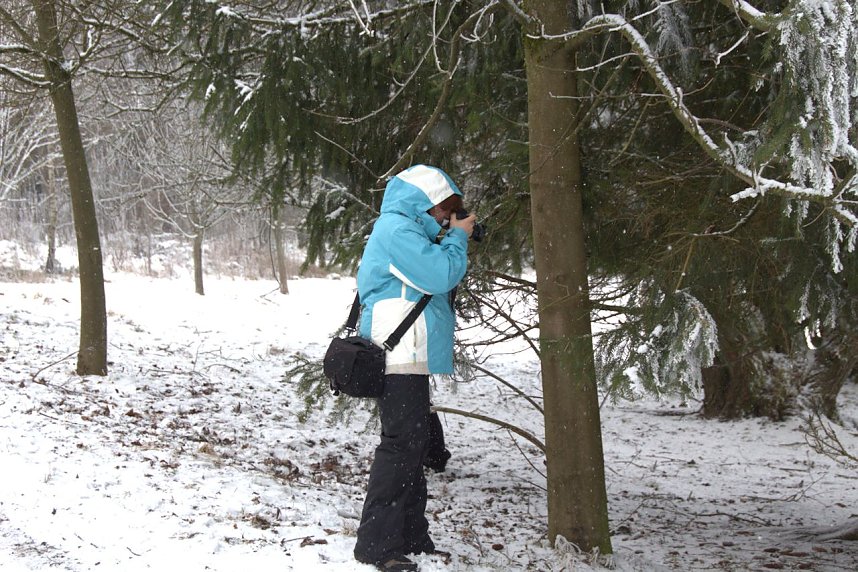 Schlittenhunderennen in Benneckenstein