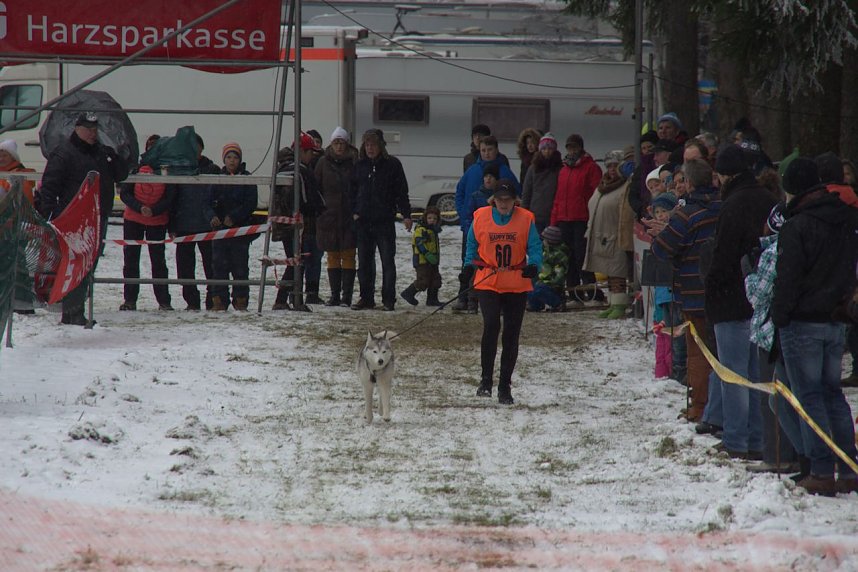 Schlittenhunderennen in Benneckenstein