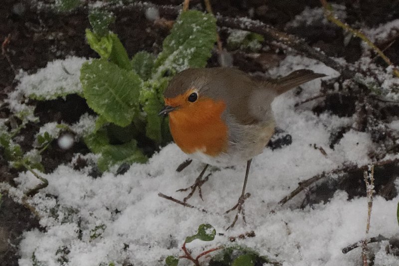 Christiane Wiesemann