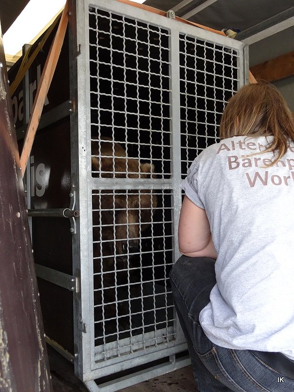 B&auml;rin Conny zieht nach Worbis
