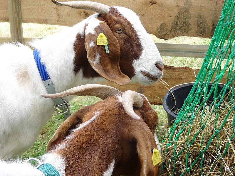 Stadtfest in Leinefelde