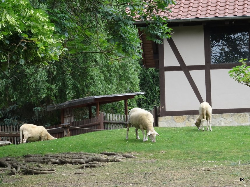 B&auml;renfest im B&auml;renpark