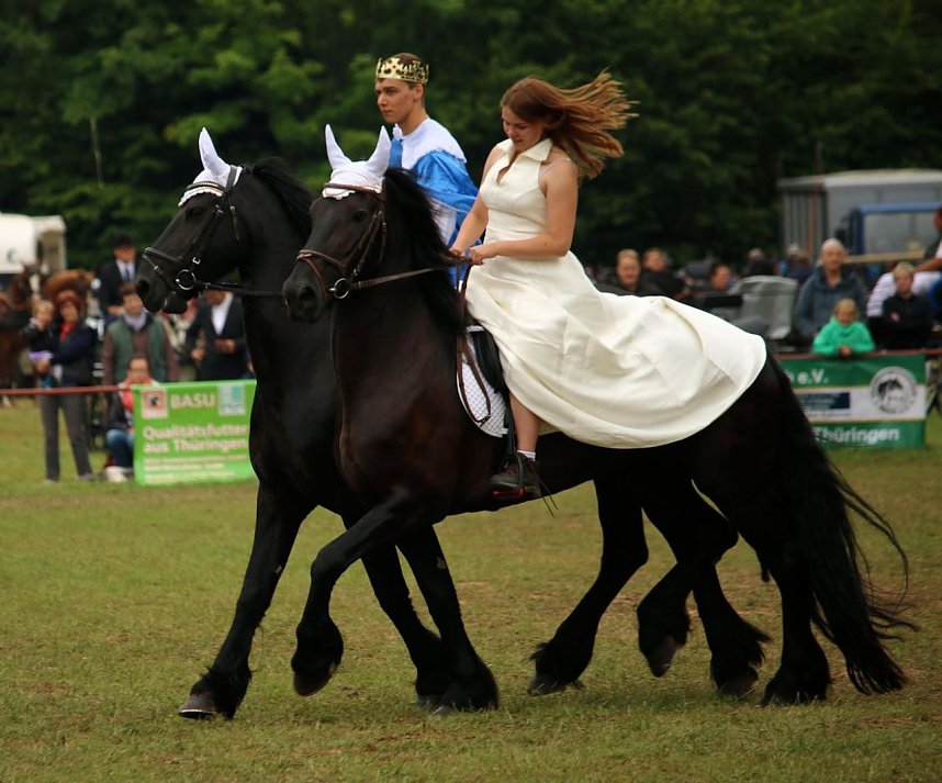 Pferde, Pferde und nochmals Pferde