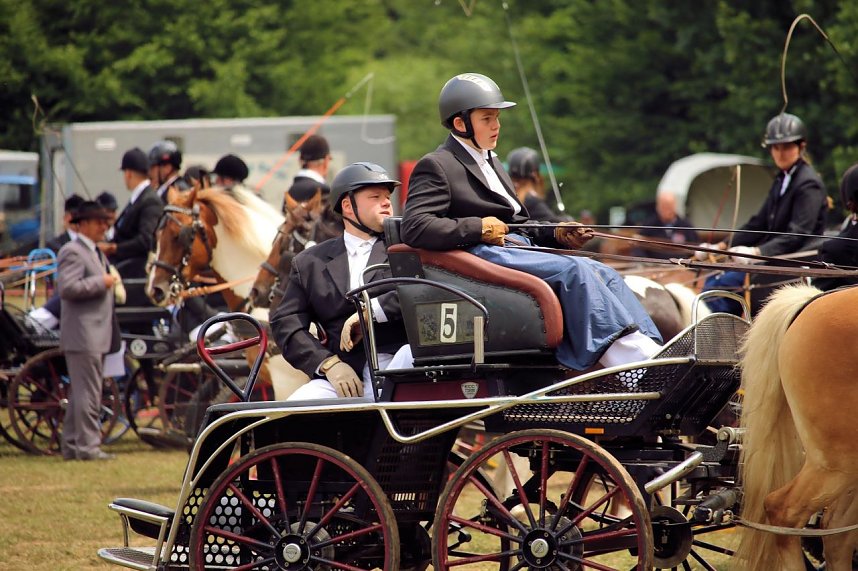 Pferde, Pferde und nochmals Pferde