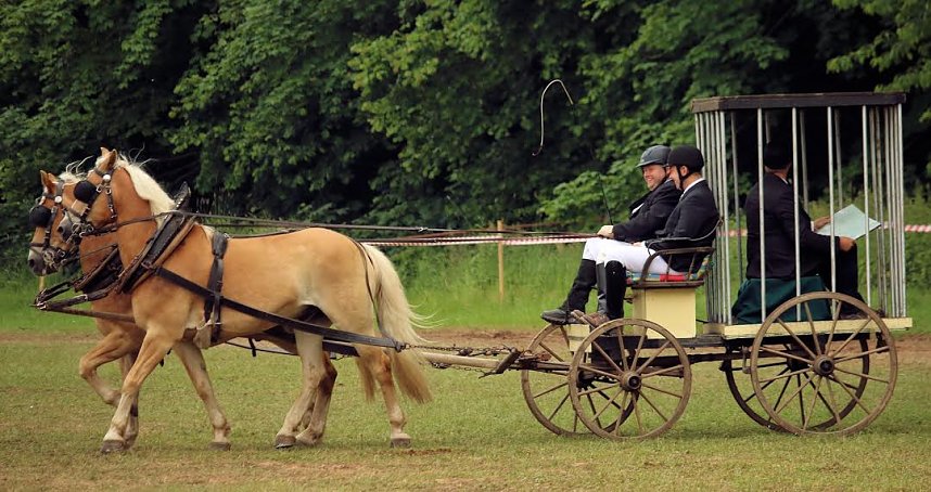 Pferde, Pferde und nochmals Pferde