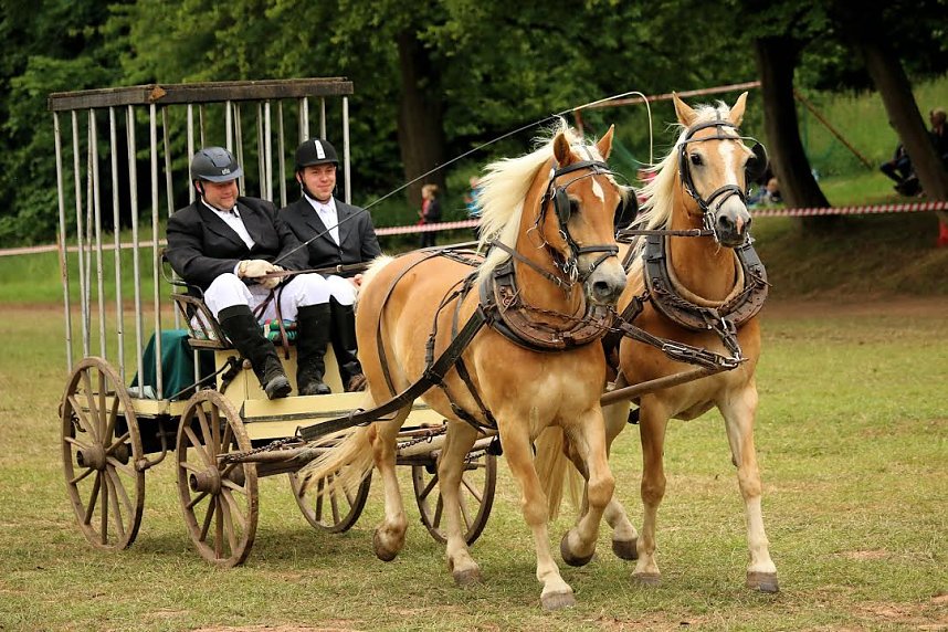 Pferde, Pferde und nochmals Pferde