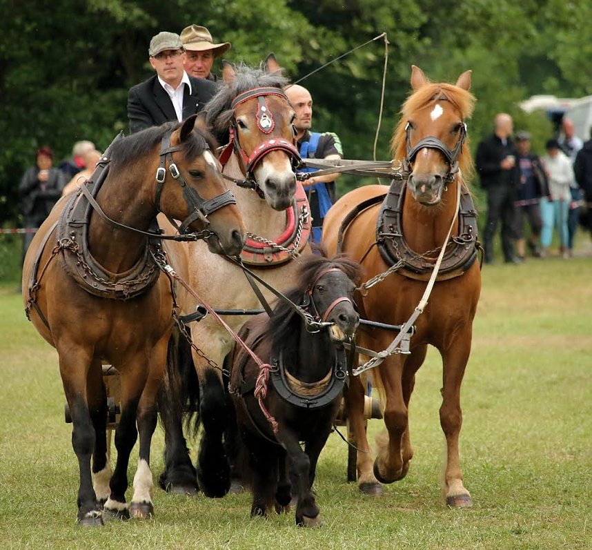 Pferde, Pferde und nochmals Pferde