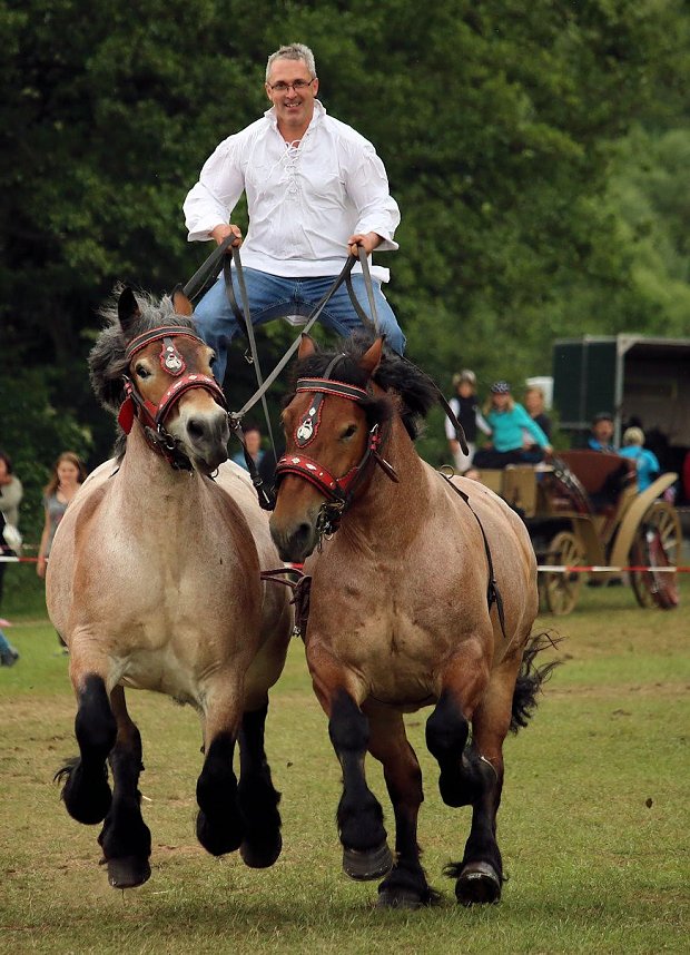 Pferde, Pferde und nochmals Pferde