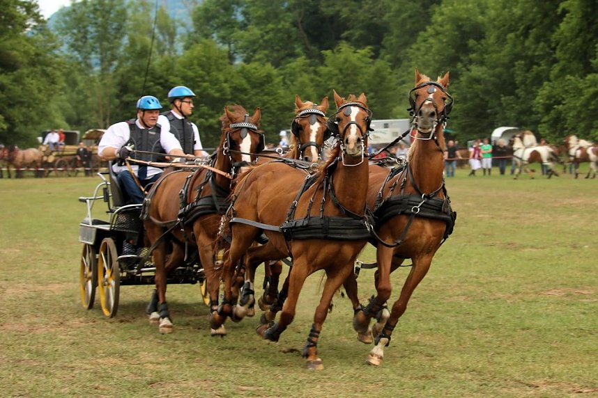 Pferde, Pferde und nochmals Pferde