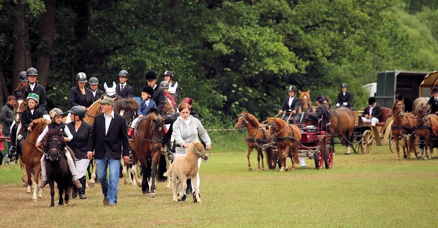Pferde, Pferde und nochmals Pferde