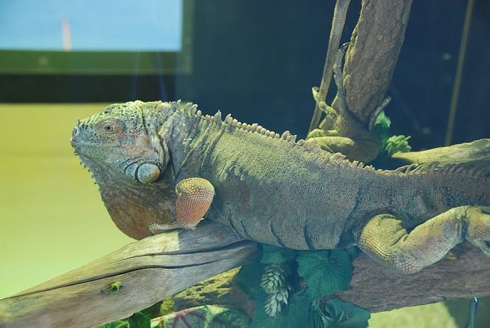 Welt der Reptilien in der Wiedingsburghalle